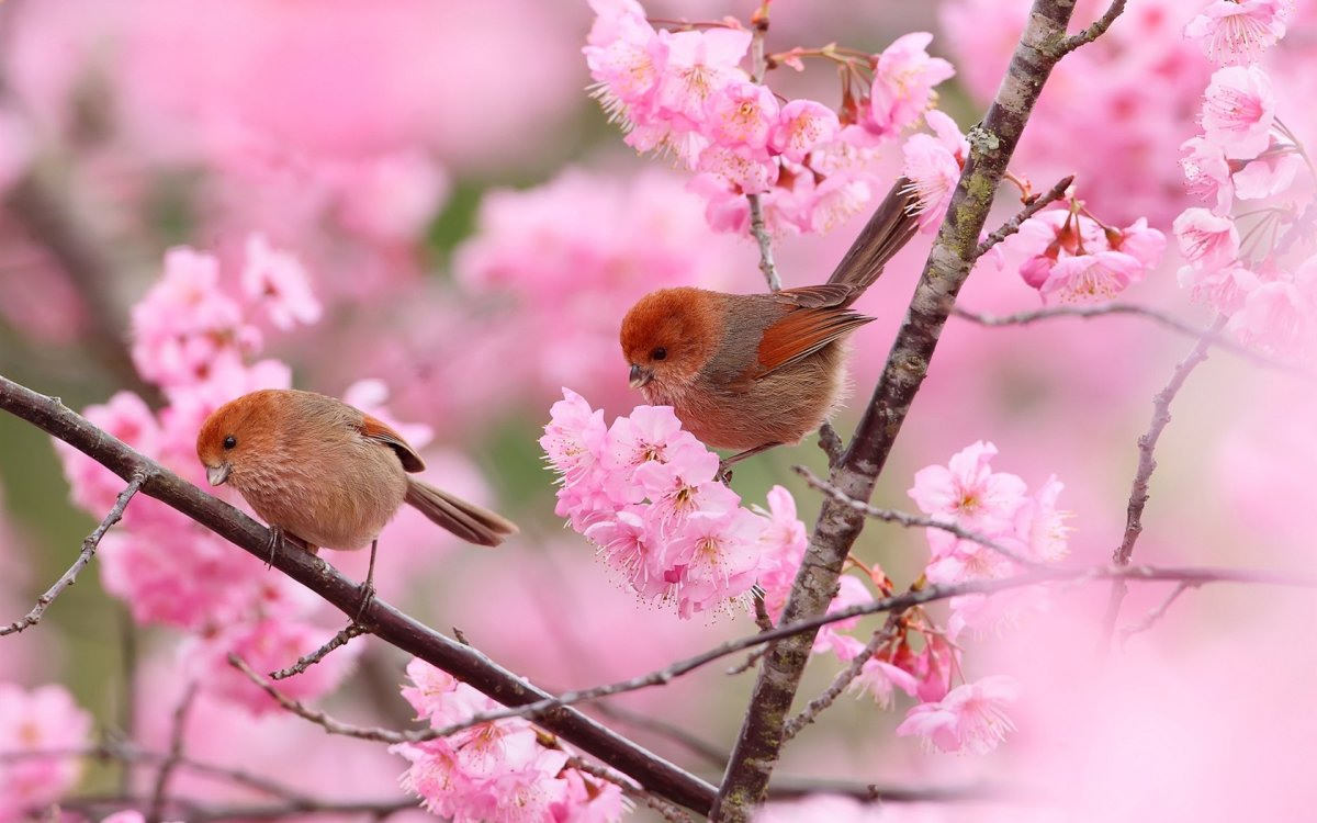 Картинки птицы и цветы (100 фото)