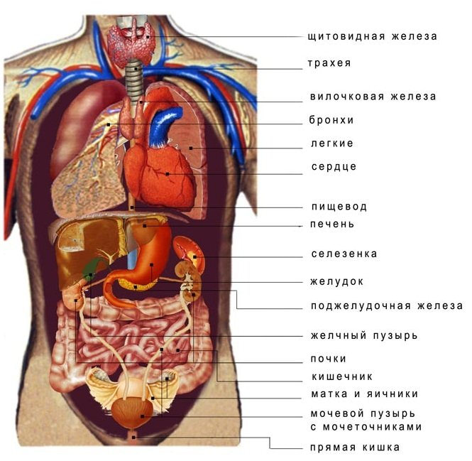 Картинки расположение органов человека (100 фото)