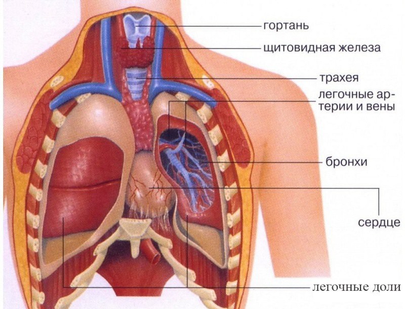 Расположение Картинки