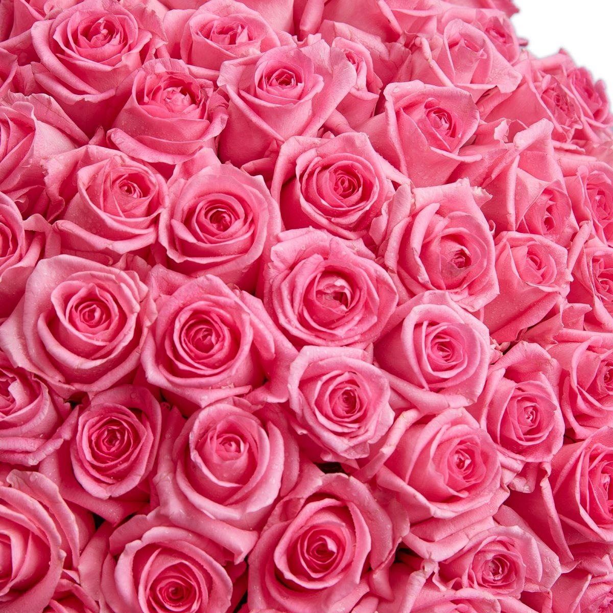 Картинки розовые розы (100 фото)