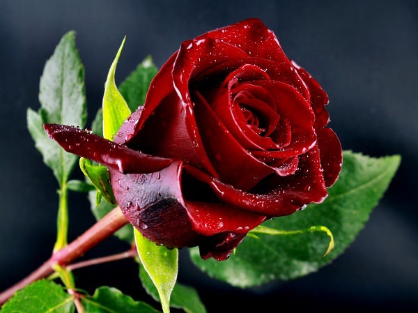 Картинки розы на аву (100 фото)