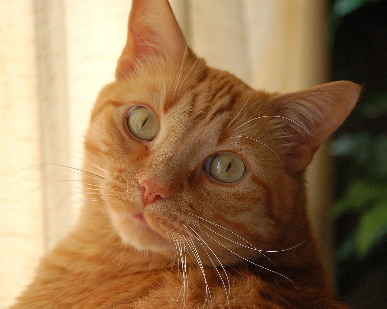 Картинки рыжих котов (100 фото)