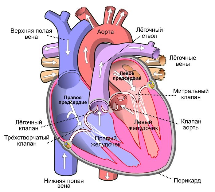 Картинки сердце человека (100 фото)