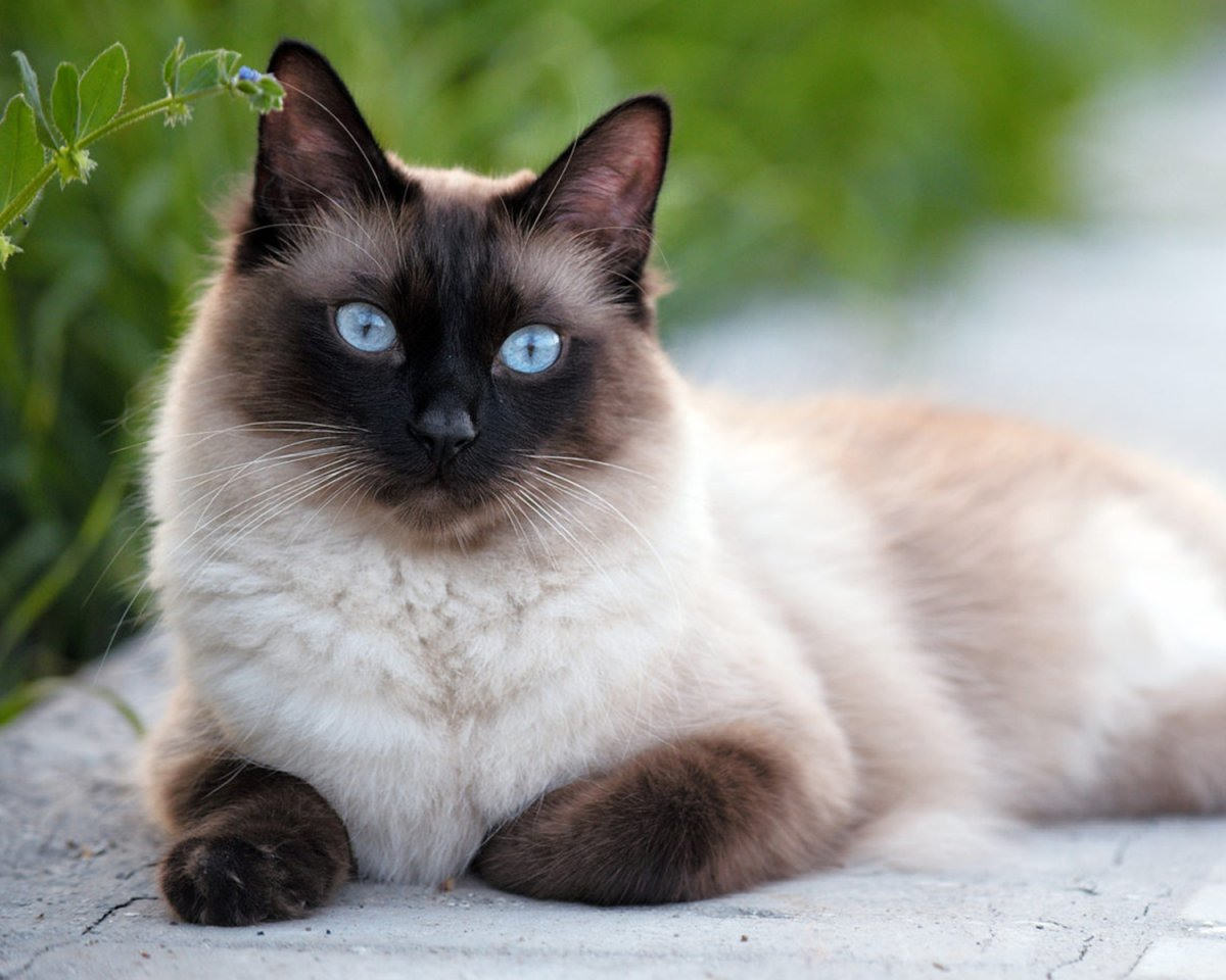 Картинки сиамские коты (100 фото)