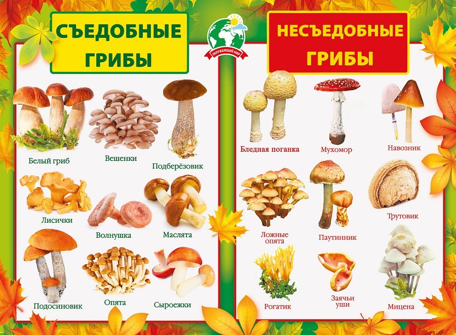 Картинки съедобные и несъедобные грибы (100 фото)