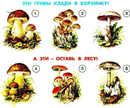 Картинки Грибов Для Детей С Названиями Распечатать