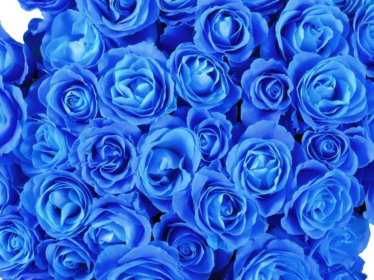 Картинки синие розы (100 фото)
