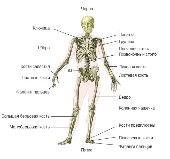 Картинки скелет человека (100 фото)