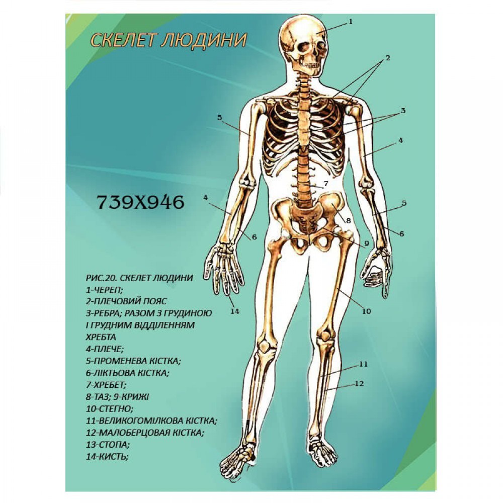 Скелет человека биология. Название костей. Скелет человека с названием. Скелет название всех костей.