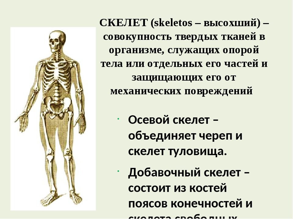 Для скелета не характерна. Биология 8 класс скелет человека осевой скелет. Осевой скелет человека. Скелет туловища. Осевой и добавочный скелет человека анатомия. Строение добавочного скелета.