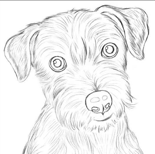 Картинки собак для срисовки карандашом (40 рисунков)