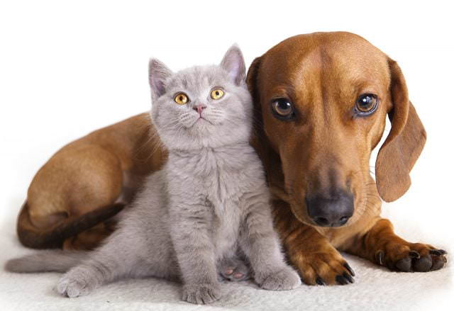 Картинки собак и кошек (100 фото)