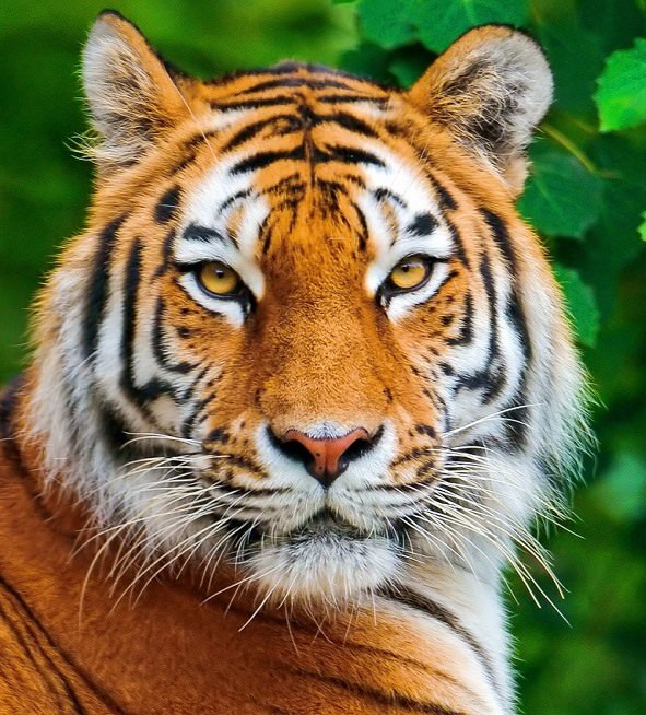 Картинки тигра на аву (100 фото)