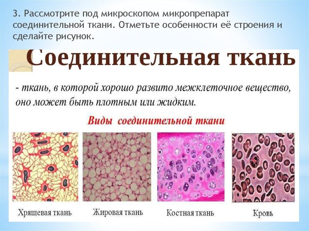 Жидкая соединительная ткань. Скелетная соединительная ткань. Костная ткань в соединительной ткани человека. Слои ткани человека. Ткань крови человека.