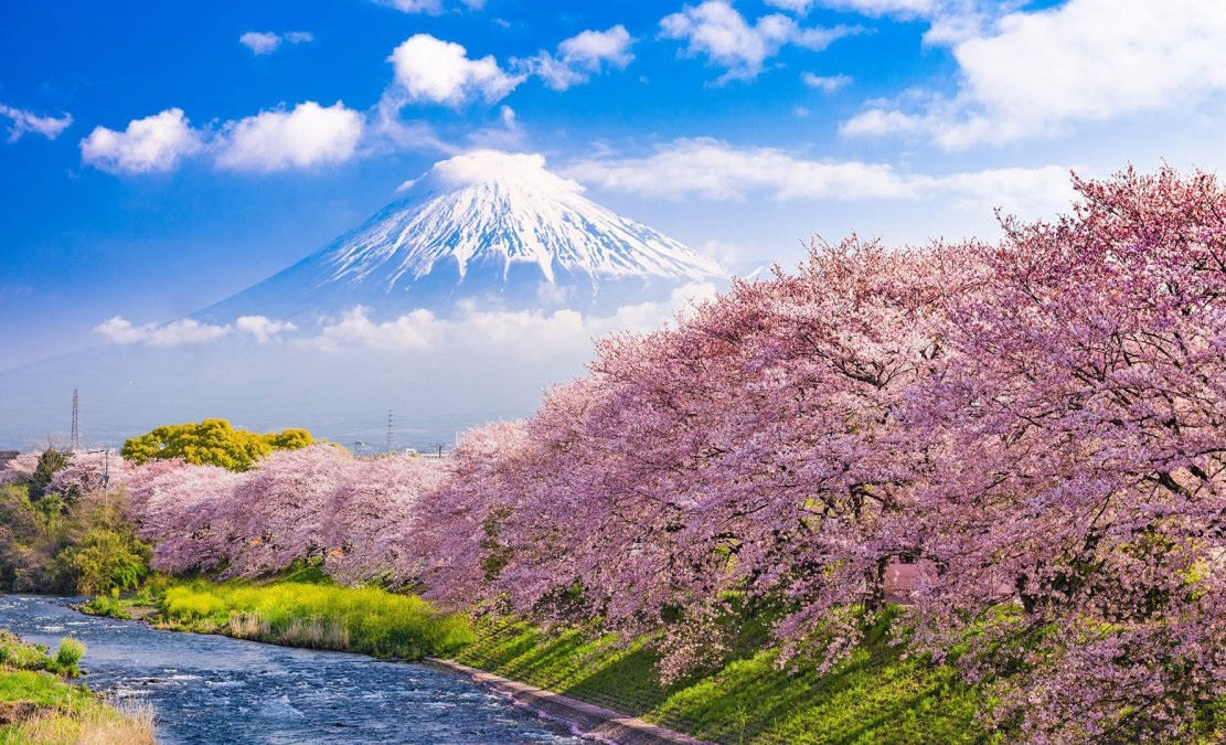 Картинки цветущая сакура (100 фото)