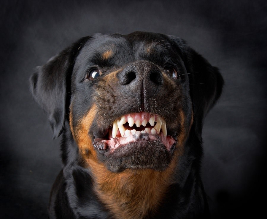 Картинки злых собак (100 фото)