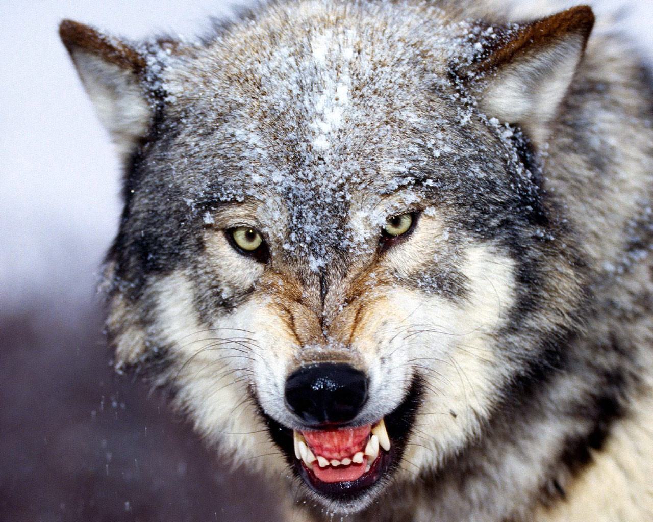 Картинки злых волков (100 фото)