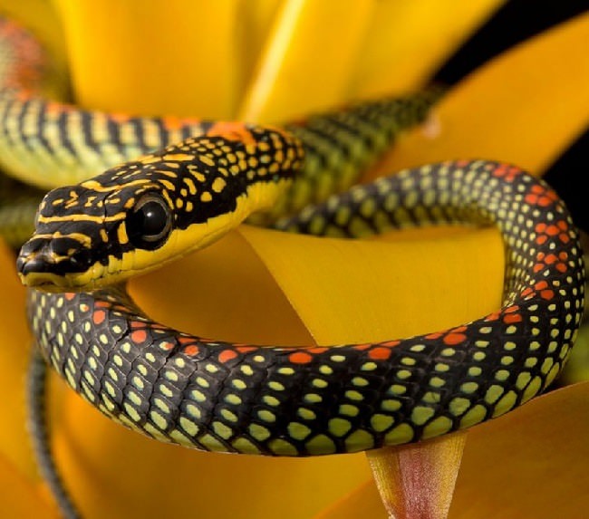 Картинки змеи на аву (100 фото)