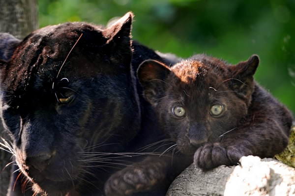 Классные картинки с черным ягуаром (22 фото)