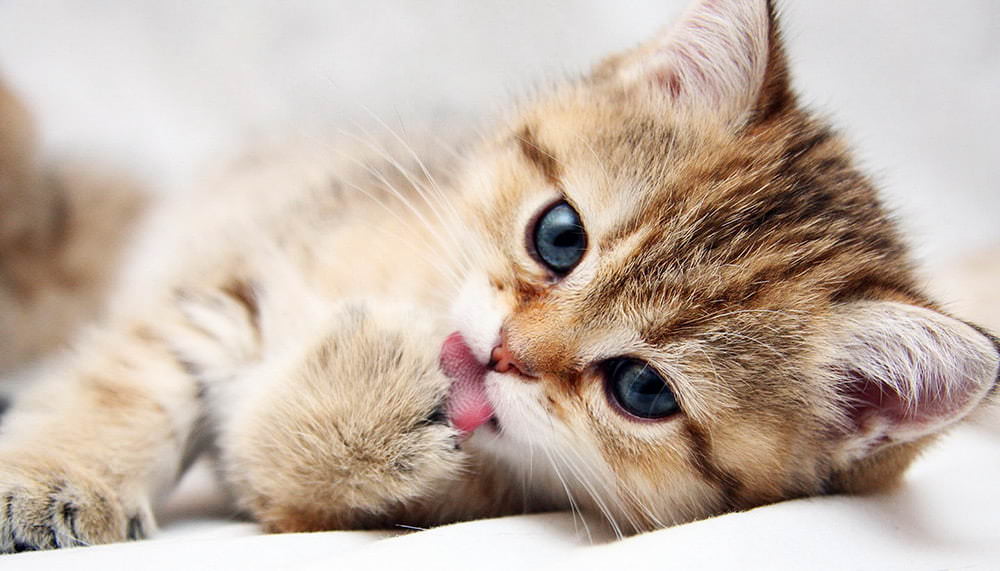 Красивые картинки кошек (100 фото)