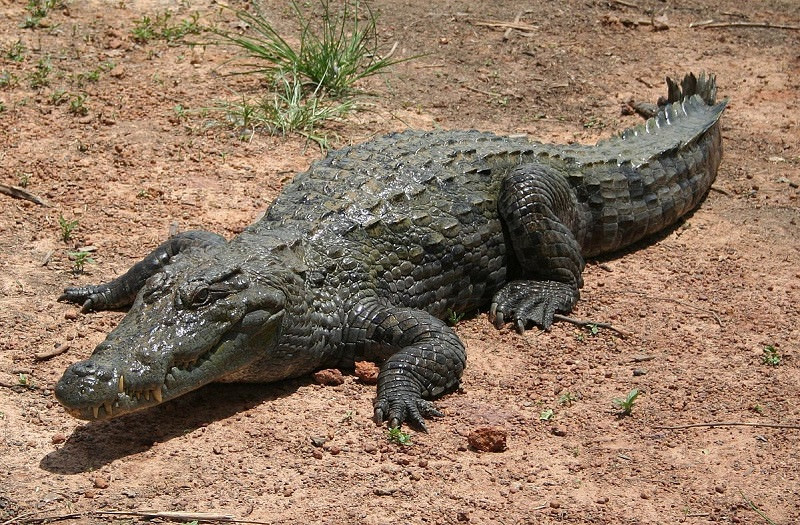 Крокодилы - красивые картинки (100 фото)
