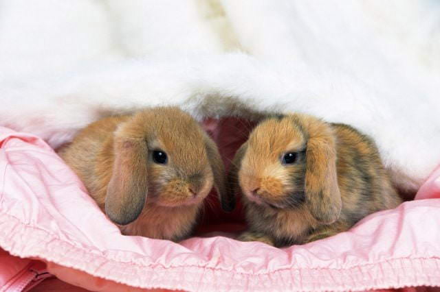 Кролики - красивые картинки (100 фото)