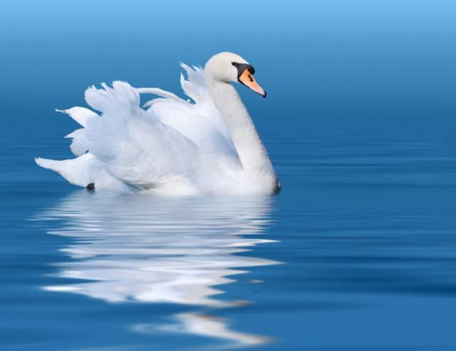 Лебеди - красивые картинки (100 фото)