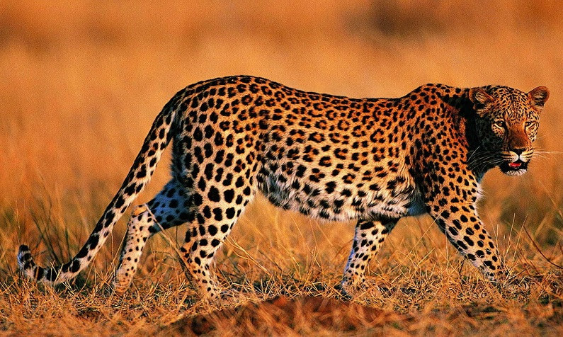 Леопарды - красивые картинки (100 фото)