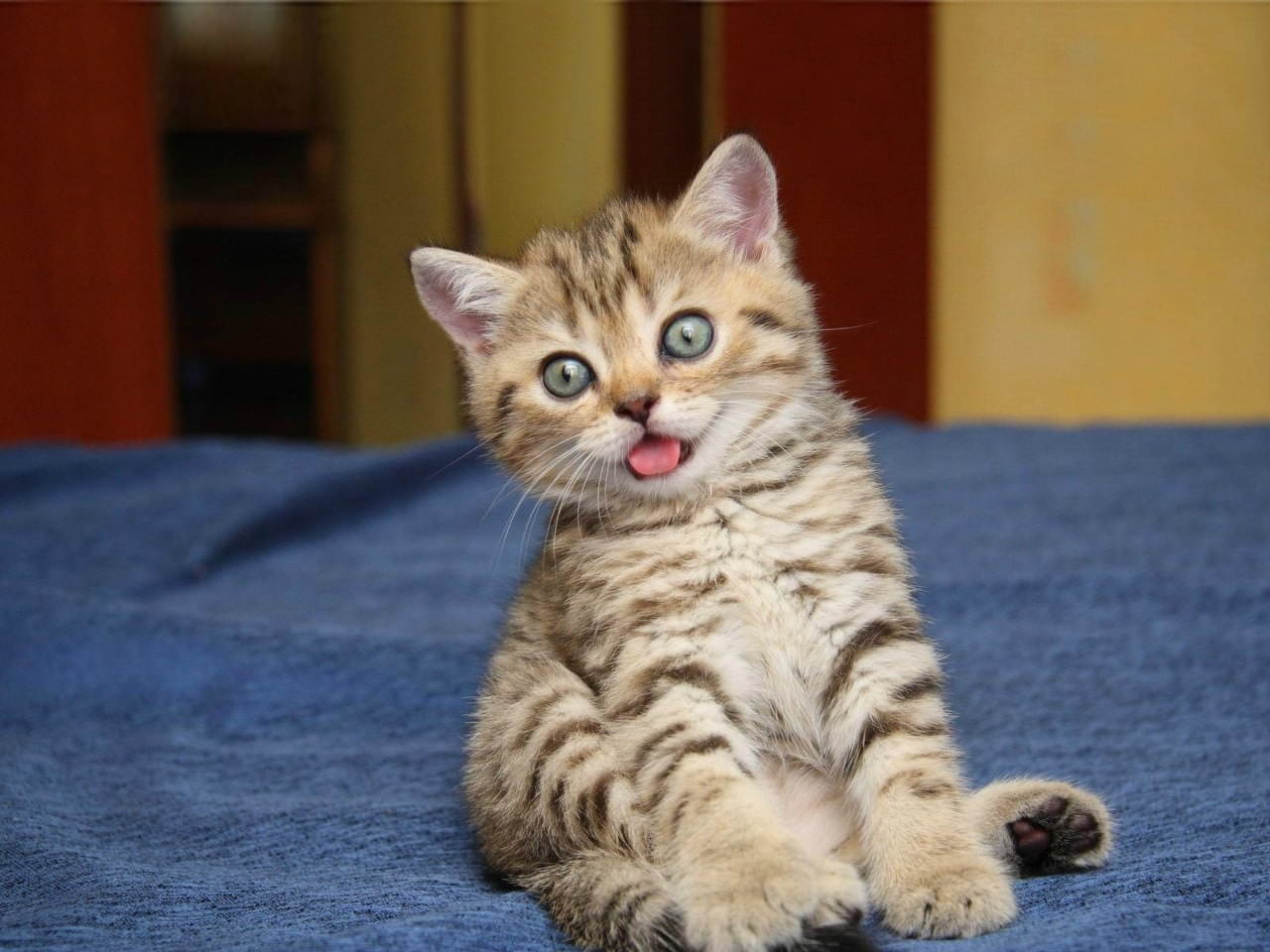Милые котята - прикольные и смешные картинки (15 фото)