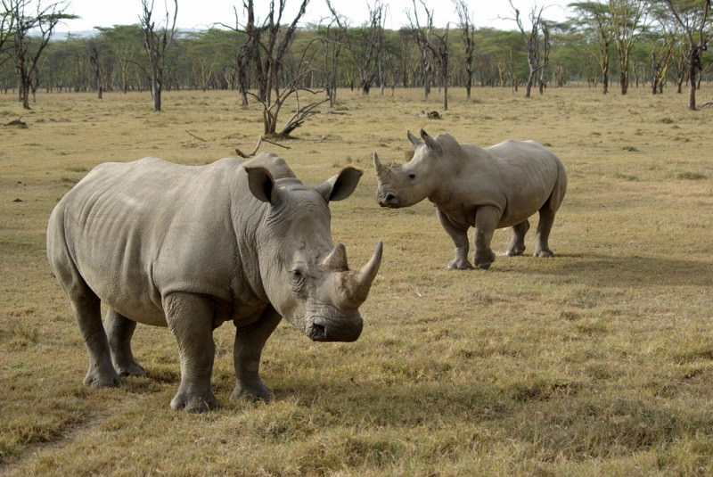 Носороги - красивые картинки (100 фото)