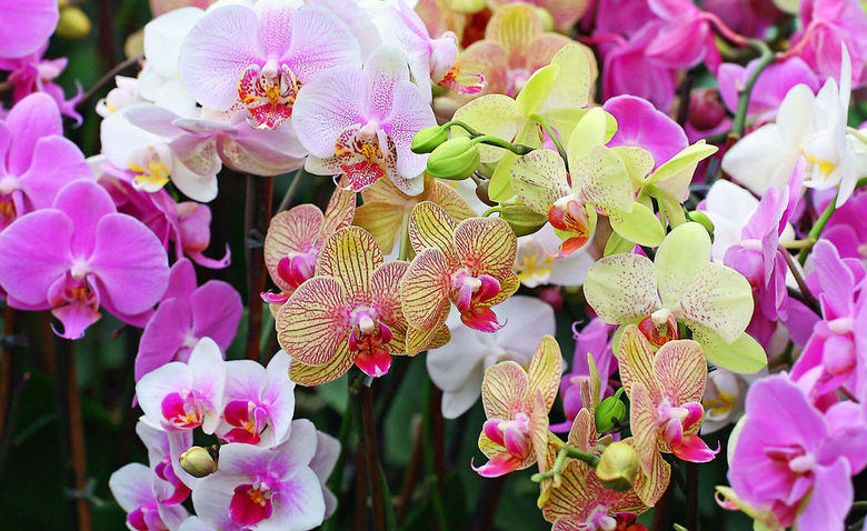 Орхидеи - красивые картинки (100 фото)