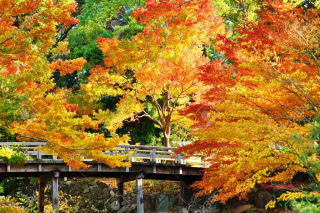Осенние деревья - красивые картинки (100 фото)