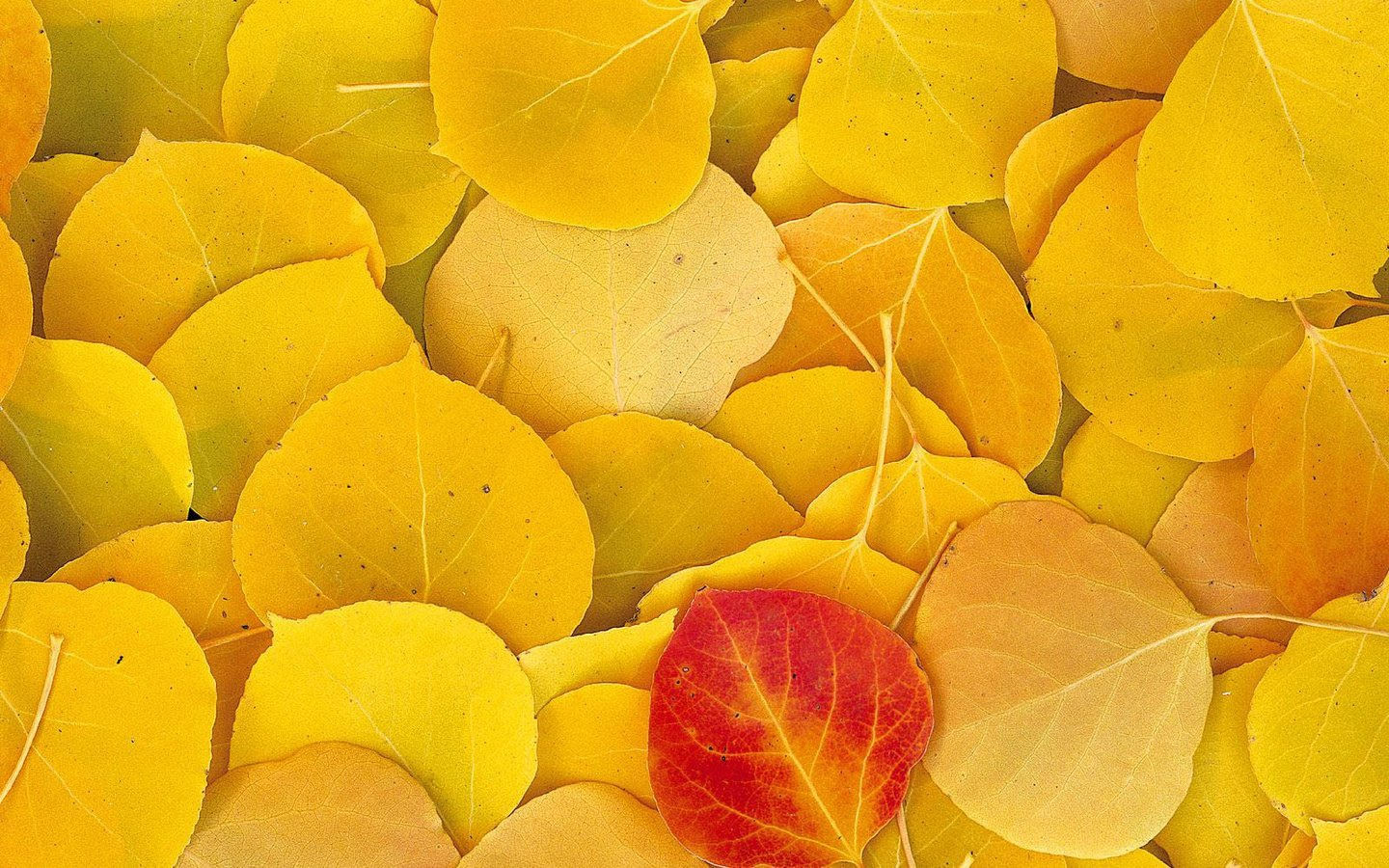 Осенний фон на рабочий стол (70 фото)
