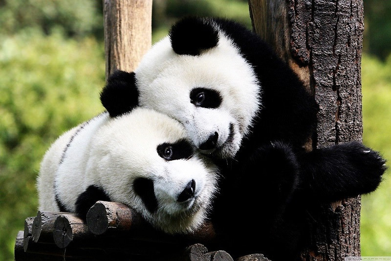 Панды - красивые картинки (100 фото)