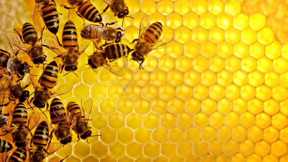Пчелы - красивые картинки (100 фото)