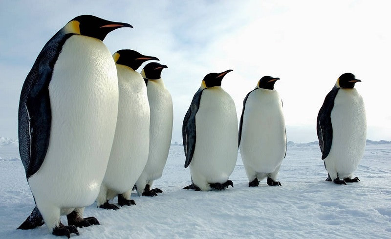 Пингвины - красивые картинки (100 фото)