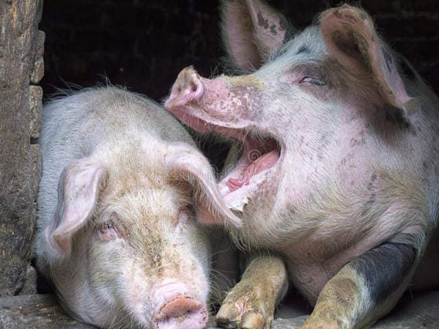 Прикольные картинки про свиней (30 фото)