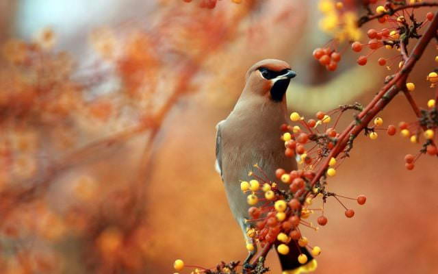 Птицы осенью - красивые картинки (30 фото)
