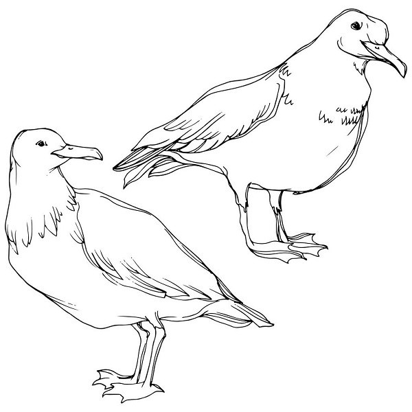 Рисунки чайки для срисовки (20 фото)