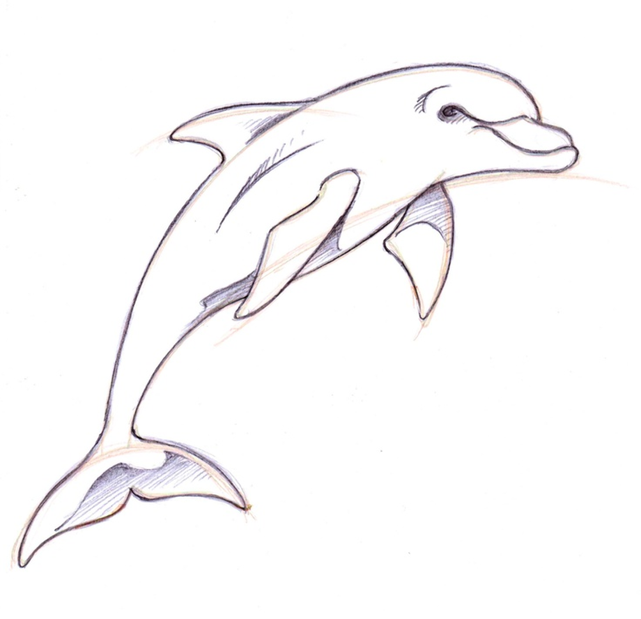 Рисунки дельфинов для срисовки (70 фото)