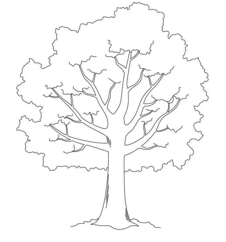 Рисунки деревьев для срисовки (100 фото)