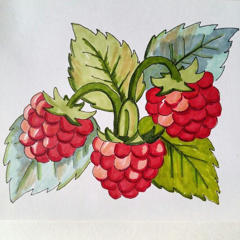 Рисунки ягод для срисовки (20 фото)