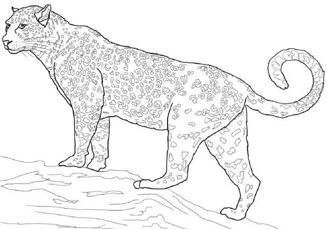 Рисунки ягуара для срисовки (20 фото)
