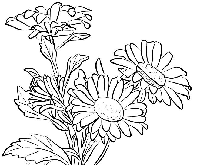 Рисунки хризантем для срисовки (20 фото)