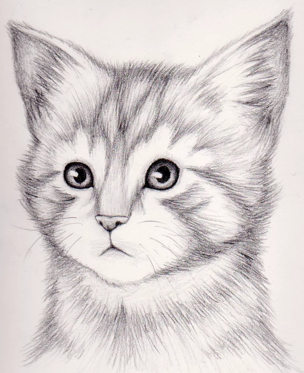 Рисунки котика для срисовки (100 фото)