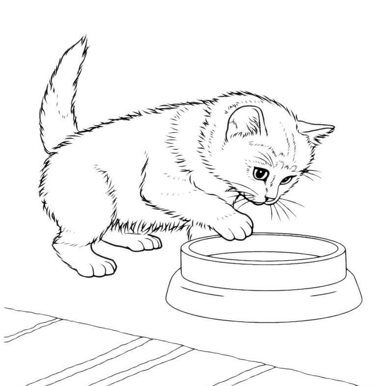 Рисунки котиков для срисовки (100 фото)