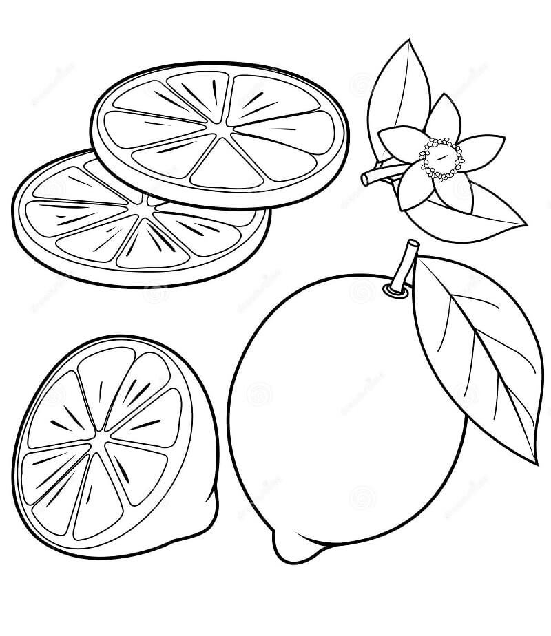 Рисунки лимона для срисовки (20 фото)