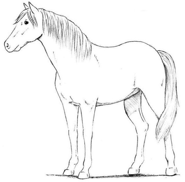 Рисунки лошадей для срисовки (100 фото)
