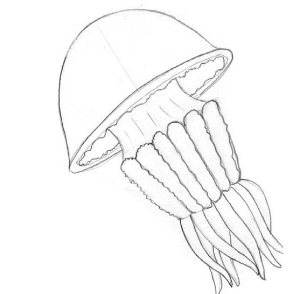 Рисунки медузы для срисовки (35 фото)