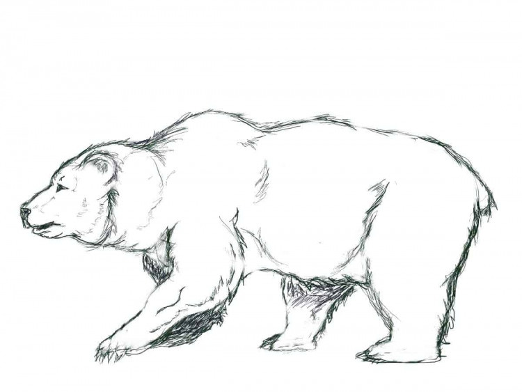 Рисунки медведя для срисовки (100 фото)